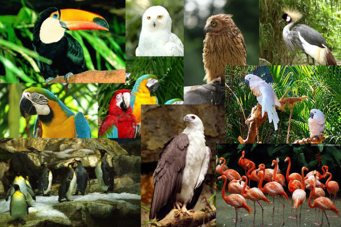 Determining-the-Different-Bird-Species